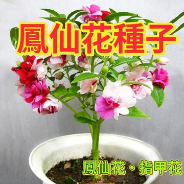 綠色家園|🔥鳳仙花種子🍓茶花鳳仙種子 多色鳳仙花籽  高發芽率99% 四季陽台室內庭院盆栽花卉種子