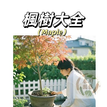 嘉義現貨（多款盆栽楓樹種子）四季易種~ 本地紅楓青楓美國紅楓變色楓黃金楓禪意綠植盆景室內外觀賞種子觀葉植物