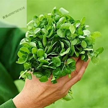 現貨 西洋菜種子（100粒）四季種植 豆瓣菜種子農傢自種綠色蔬菜菜有菜味生態種植種子陽台庭院盆栽種子