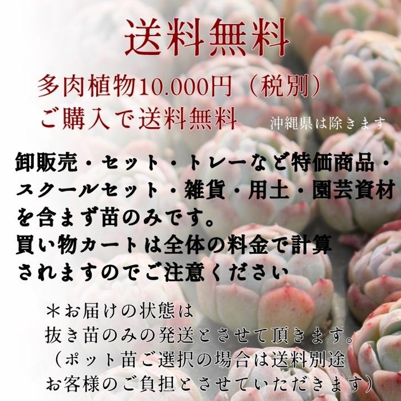 緑亀の卵 2寸ポット セダム 弁慶草科 多肉植物 根付苗 多肉激安 セダム