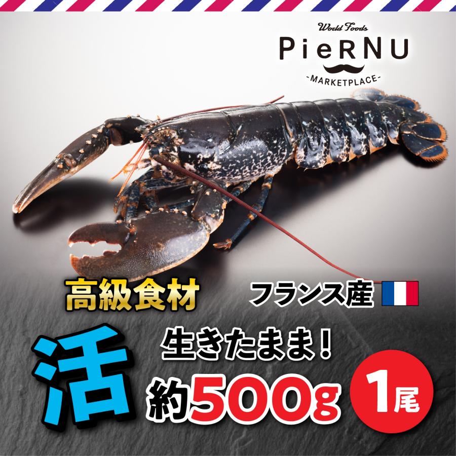 活オマール海老・ブルー（フランス産）　1尾(約500g×1）