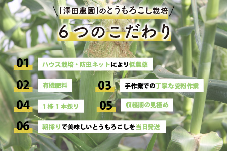 秋とうもろこし 5本 おおもの 黄色 朝採り ／ 期間限定 数量限定 ハウス栽培 産地直送 甘い スイートコーン とうもろこし 野菜 あわら ※2024年10月10日より順次発送