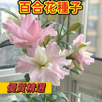 🌼【台灣現貨-隔日達】香水百合種子 超低價 濃香重辦百合花種子多年生四季開花 好養易活 盆栽室內花植物種子#花卉種子