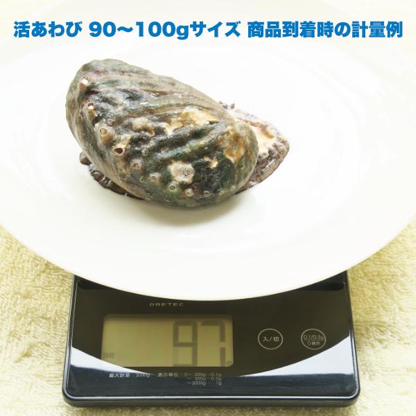 生きているから肝までお刺身品質 活あわび Mサイズ 1kg