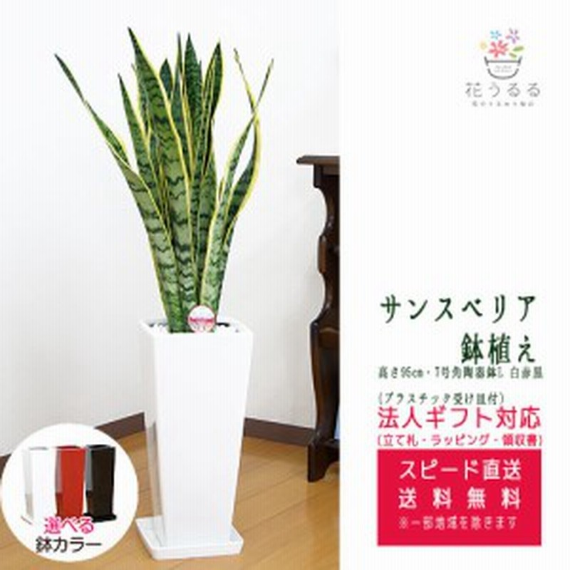 観葉植物 サンスベリア 7号 角陶器鉢スリム 白赤黒 高さ約95cm サンセベリア トラノオ Sans07 開店祝い 新築祝い 誕生日プレゼ 通販 Lineポイント最大1 0 Get Lineショッピング