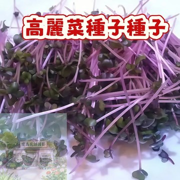🌱早熟高產  （紫高麗菜種子大全）今年新籽 出芽高 易種易活 營養豐富 四季種植 庭院盆栽 #自留種
