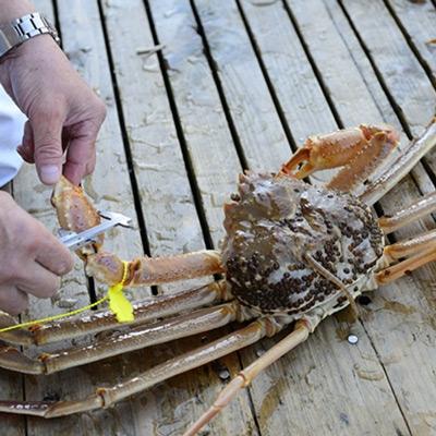 ふるさと納税 若狭町 茹で「越前ガニ」　　食通もうなる本場の味をぜひ、ご堪能ください　600g以上×1杯