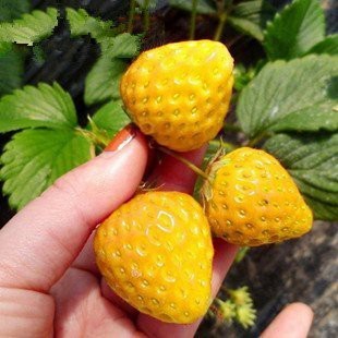 🍓黃金草莓種子 黃心草莓品種 果肉金黃香甜 四季可播持續結果 陽台庭院盆栽水果種子