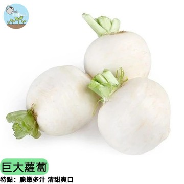 🥕【巨無霸品種】巨大蘿蔔種子 超級巨大 單顆可達數斤 適合醃漬煮湯 肉質細嫩 產量高 新手易種 陽台菜園地植皆可