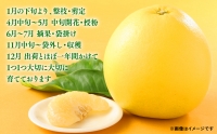 期間限定 八代特産 晩白柚（ばんぺいゆ）2Lサイズ(約2kg)×4玉～5玉