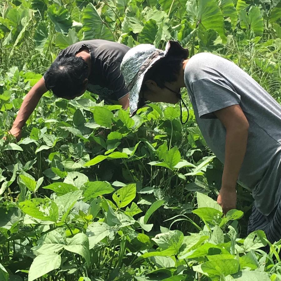 びわ湖が恋する野菜たち　Lサイズ　環境負荷の少ない農法　野菜セット　農家直送