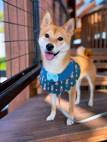 胡桃夾子兵團來過聖誕 狗狗圍巾 項圈