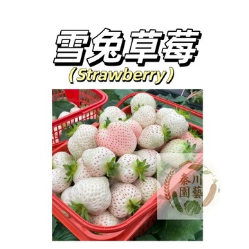 台灣現貨（日本雪兔草莓種子CM-26） 大果品種~白皮紅肉清甜~高顏值白草莓~四季播種盆栽草莓好養
