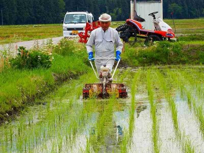 南魚沼産こしひかり精米5kg（無化学肥料、農薬不使用米）