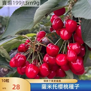 現貨🍒【薩米托櫻桃種子】🍒（50粒）2025年 多年生車厘子種子 果實呈長心形 口感脆爽 果肉肥厚 高產型 庭院陽台盆栽
