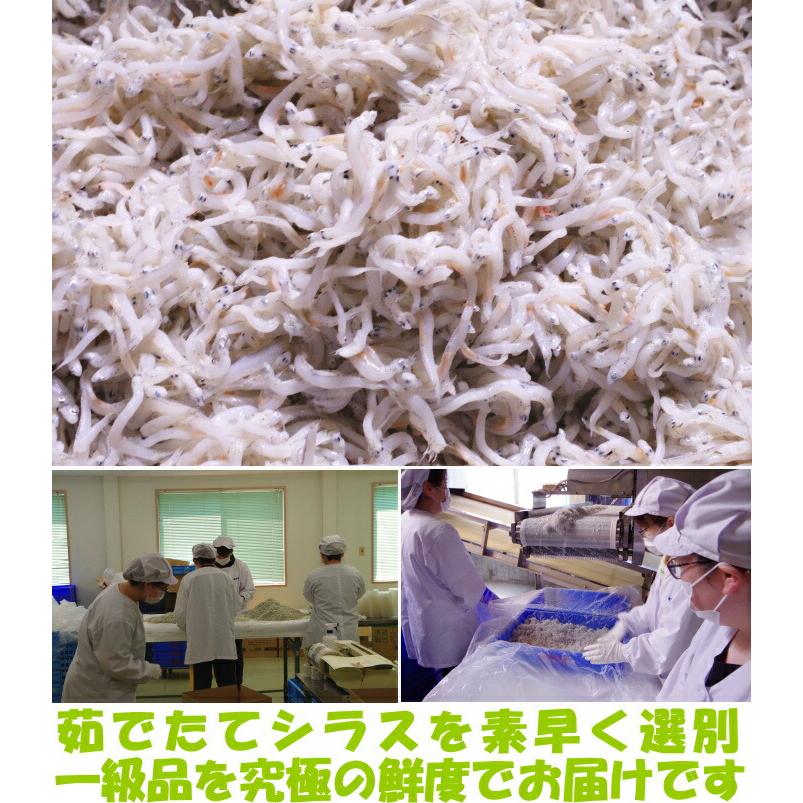 しらす 釜揚げ お中元 ギフト 贈答用 天然塩使用 未冷凍 和歌山 辰ヶ浜 魚源水産 1kg 無添加 1級品 究極の鮮度