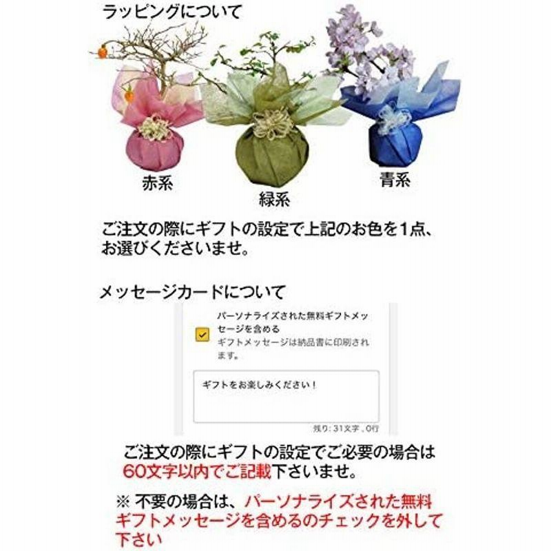盆栽 松 五葉松 モダン 信楽鉢 白 4号 初めて 初心者 入門 プレゼント