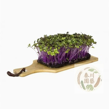 【台灣現貨】水培芽苗菜 紫甘藍種子 口感好發芽快 花青素高 輕食素食 紫甘藍芽苗菜 蔬菜種子