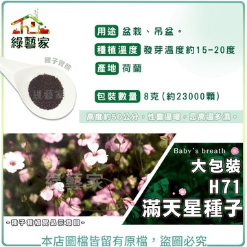 【綠藝家】大包裝H71.滿天星種子8克(約23000顆)(小花) 艷紅//用途：盆栽、吊盆。