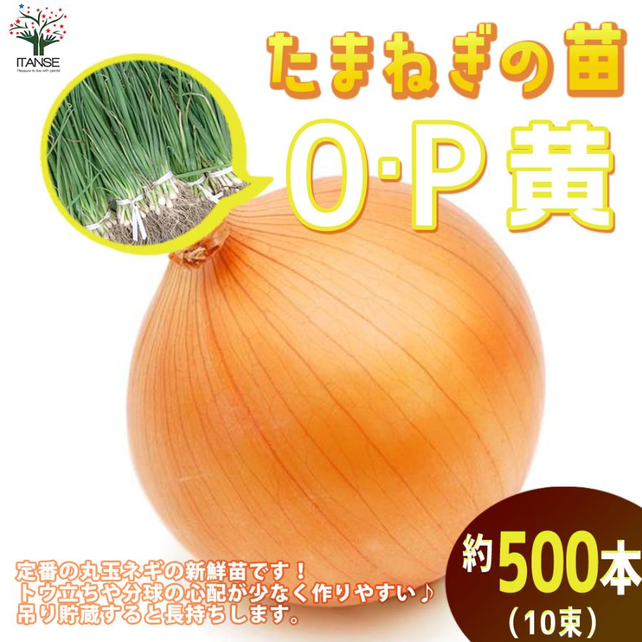 たまねぎ 苗 中生 2000本 - 野菜