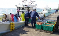 先行予約 蟹屋厳選　北海道 厚岸沖産　特上等級 ゆでたて 毛がに (500g前後×2尾 蟹