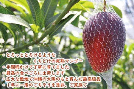 2024年発送 先行予約 ＜訳あり品＞ 豊見城市産完熟濃厚アップルマンゴー2kg（5～6玉）