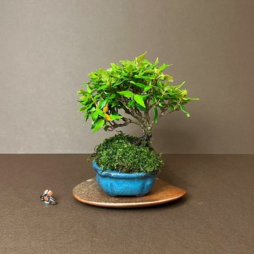 日本黃金縮緬葛∣迷你盆栽