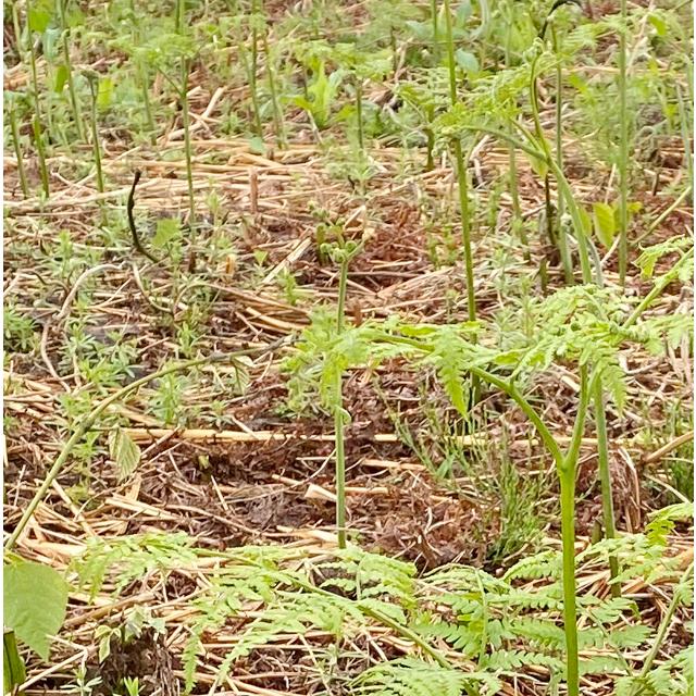 山形県産 山菜 天然わらび 蕨 生ワラビ 生わらび 4kg 送料無料 天然 村山市 山形 ワラビ