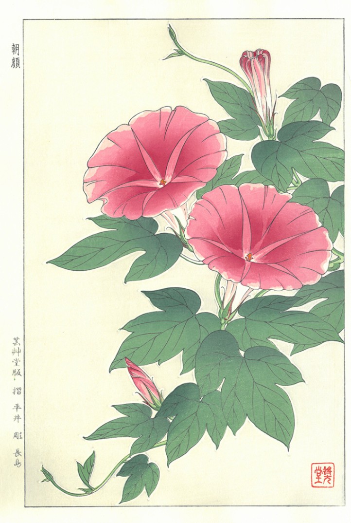 F061 朝顔 花版画 Flower Woodcut ‐Morning glory‐