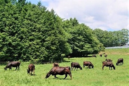 国産 黒毛和牛 経産牛 牛肉モモ焼肉用 約900g