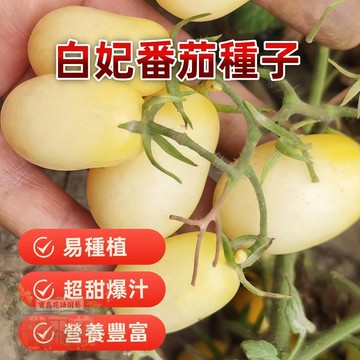 🔥白妃番茄FQ-11超甜爆汁 小番茄 易種植 產量高 易栽好活 可盆栽 西紅柿種子~盆栽蔬菜種子 #tomato🍅