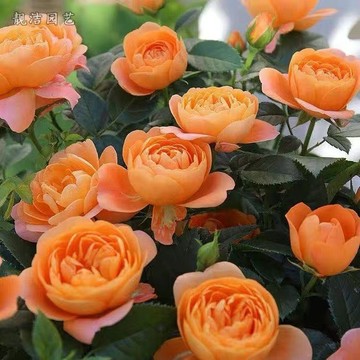 青禾園藝-黃色薔薇花種子（MG-37）Rose群生橙黃色係大花爬藤玫瑰種子庭院陽台灑下就能活懶人觀賞花卉花海種子#自留種