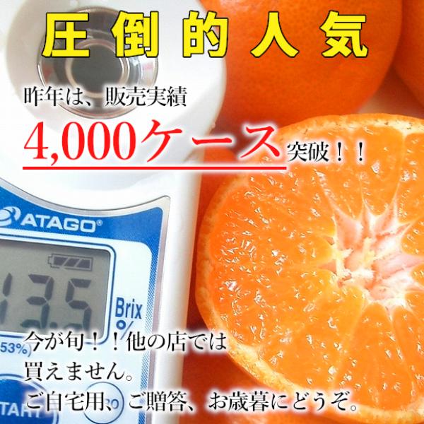 福岡県糸島産みかん 紅まるくん 約10kg