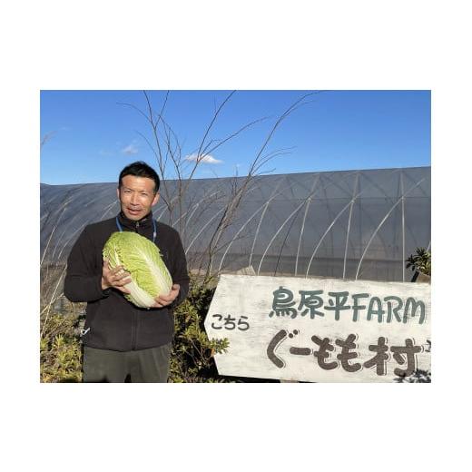 ふるさと納税 山梨県 北杜市 無農薬大玉白菜　1個　山梨県北杜市白州産