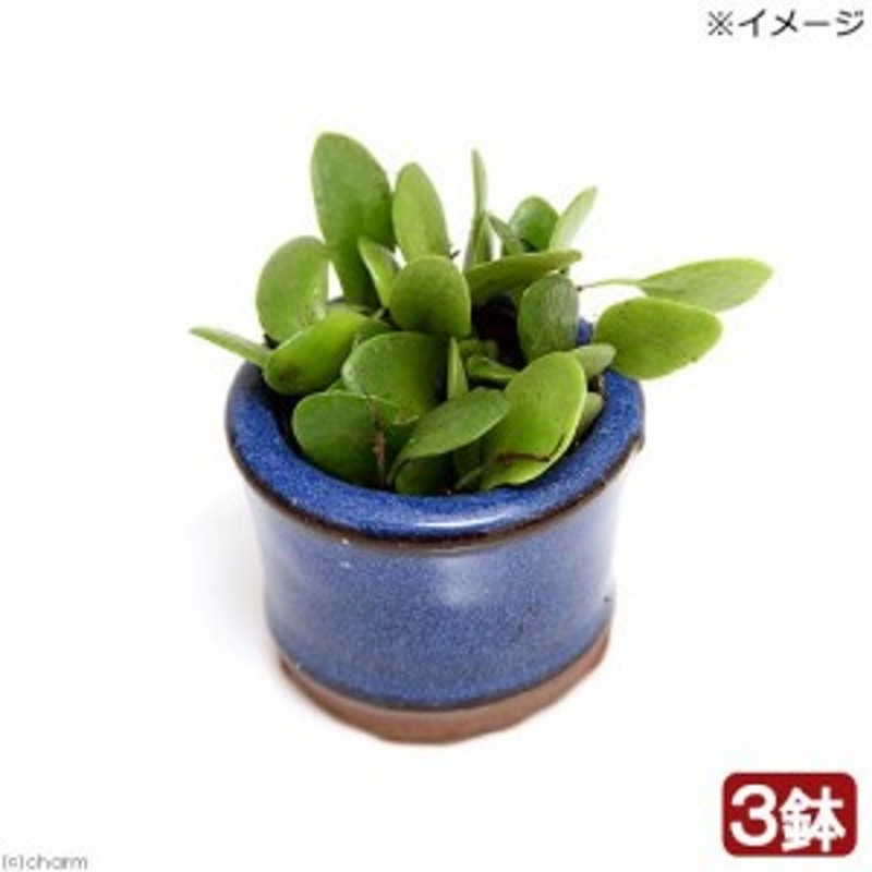 盆栽 苔盆栽 マメヅタ 豆鉢植え ３鉢 通販 Lineポイント最大1 0 Get Lineショッピング