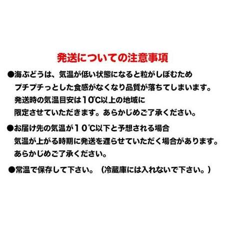 ふるさと納税 先行予約！2024年4月頃発送　海ぶどう300ｇ 沖縄県南城市