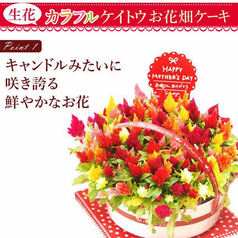母の日 23 プレゼント 花 ギフト 母の日ギフト 花とスイーツ 鉢植え 珍しい 花鉢 スイーツ お菓子 ケイトウ 60代 70代 80代 通販 Lineポイント最大0 5 Get Lineショッピング