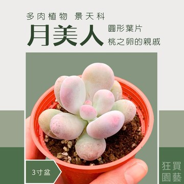 [狂買園藝] 多肉植物 月美人 3寸盆 景天科 /仙人掌/盆栽/園藝植物/送禮小物/婚禮小物/