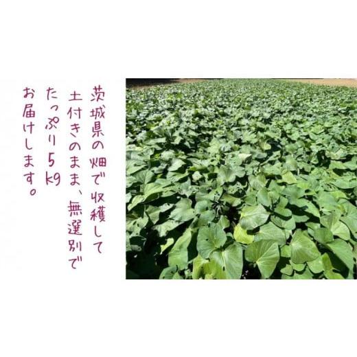 ふるさと納税 茨城県 つくばみらい市 茨城県産 さつまいも 紅はるか 5kg （ 土付き サイズ無選別 ） べにはるか いも 茨城 甘い おいしい 美味しい