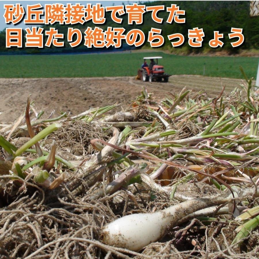 鳥取県産 黒らっきょう 70g （北海道、沖縄、発送不可） 浜田園 送料無料