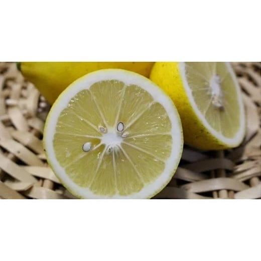 ふるさと納税 佐賀県 鹿島市 国産 オーガニックレモン 約2.5kg レモン 檸檬 B-91