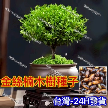 現貨 12H發貨金絲楠木樹種子（25粒）稀有名貴樹木種子 小葉赤楠樹種子 招財旺宅 四季常綠 盆栽植物種子 陽臺庭院種植