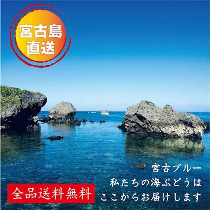 生 海ぶどう 茎付き２?（250g×8）茎が多いB品です 沖縄 宮古島 直送寒さに弱いため4月末日まで北海道、東北、北陸地方の発送を中止して