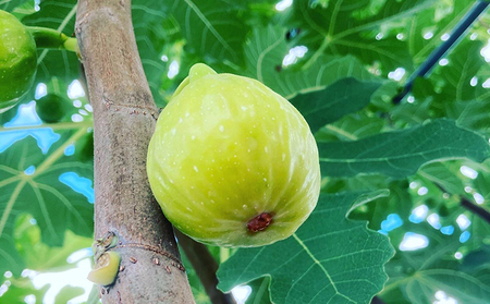 自家栽培いちじくのドライフルーツ満喫セット～いちじくの葉茶と2種の乾燥いちじく～