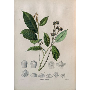 細刺柯 Quercus Hystrix - 植物圖鑑-版畫