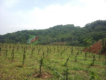 K027石門山居很平坦水源足水池土地｜新北市石門區富德段
