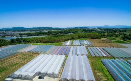 カラフルミニトマト 約1kg トマト 高森町産