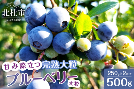 7月～9月発送 甘み際立つ、完熟大粒ブルーベリー 500g（250g×2パック）