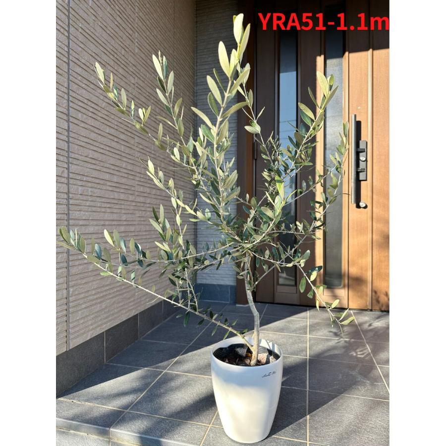 オリーブの木　シプレッシーノ　約3メートル　【引取り限定】 オリーブの木 シプレッシーノ 約3メートル 【引取り限定