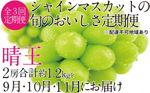 ぶどう 定期便［2023年先行予約］9月・10月・11月発送 シャインマスカット 晴王 2房（合計約1.2kg）岡山県産